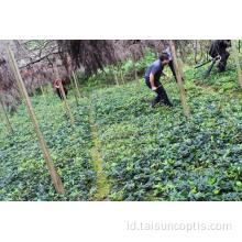 Rimpang kuning obat herbal Cina coptis